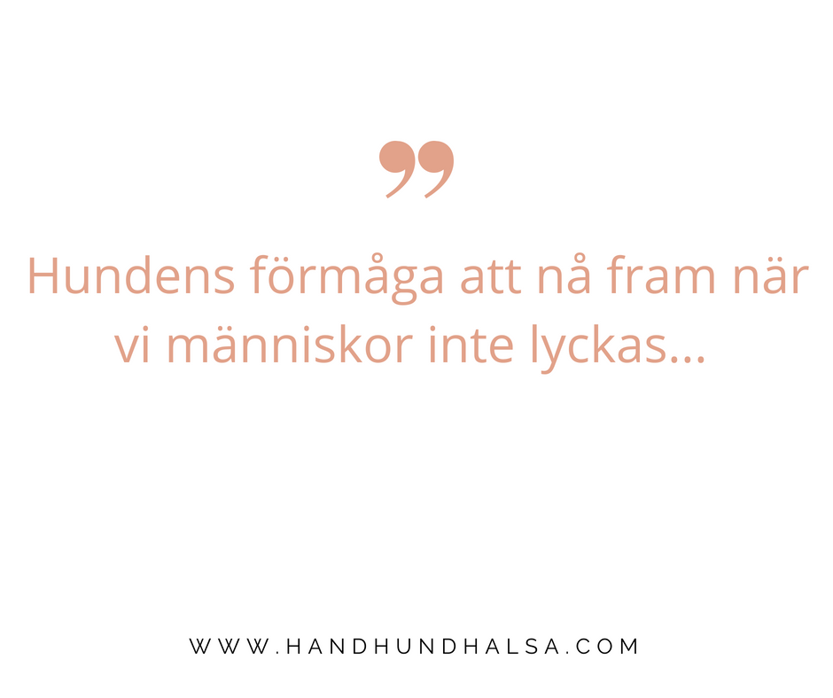 Hundens förmåga att nå fram
