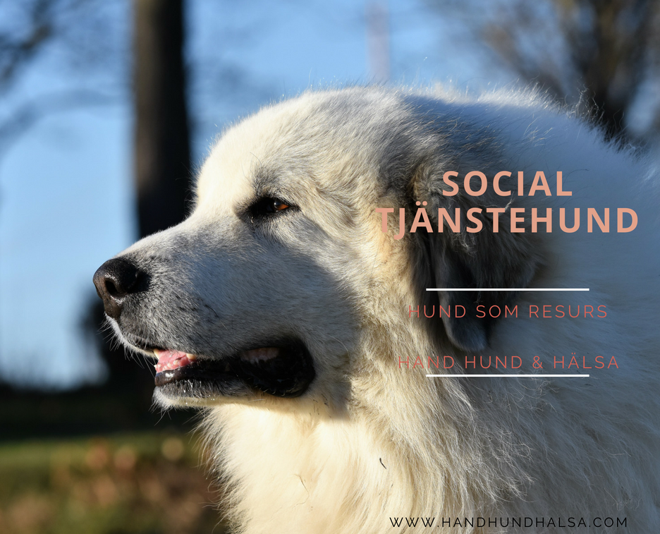 SOCIAL TJÄNSTEHUND